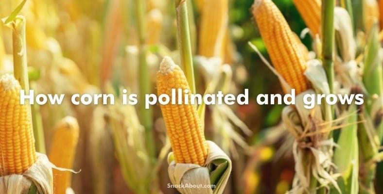 how corn is pollinated and grows
