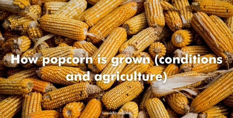 how popcorn is grown (conditions and agriculture)