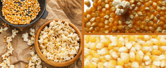 Where Do Popcorn Kernels Come From?