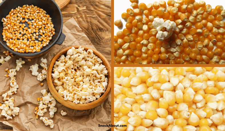 where do popcorn kernels come from featured image