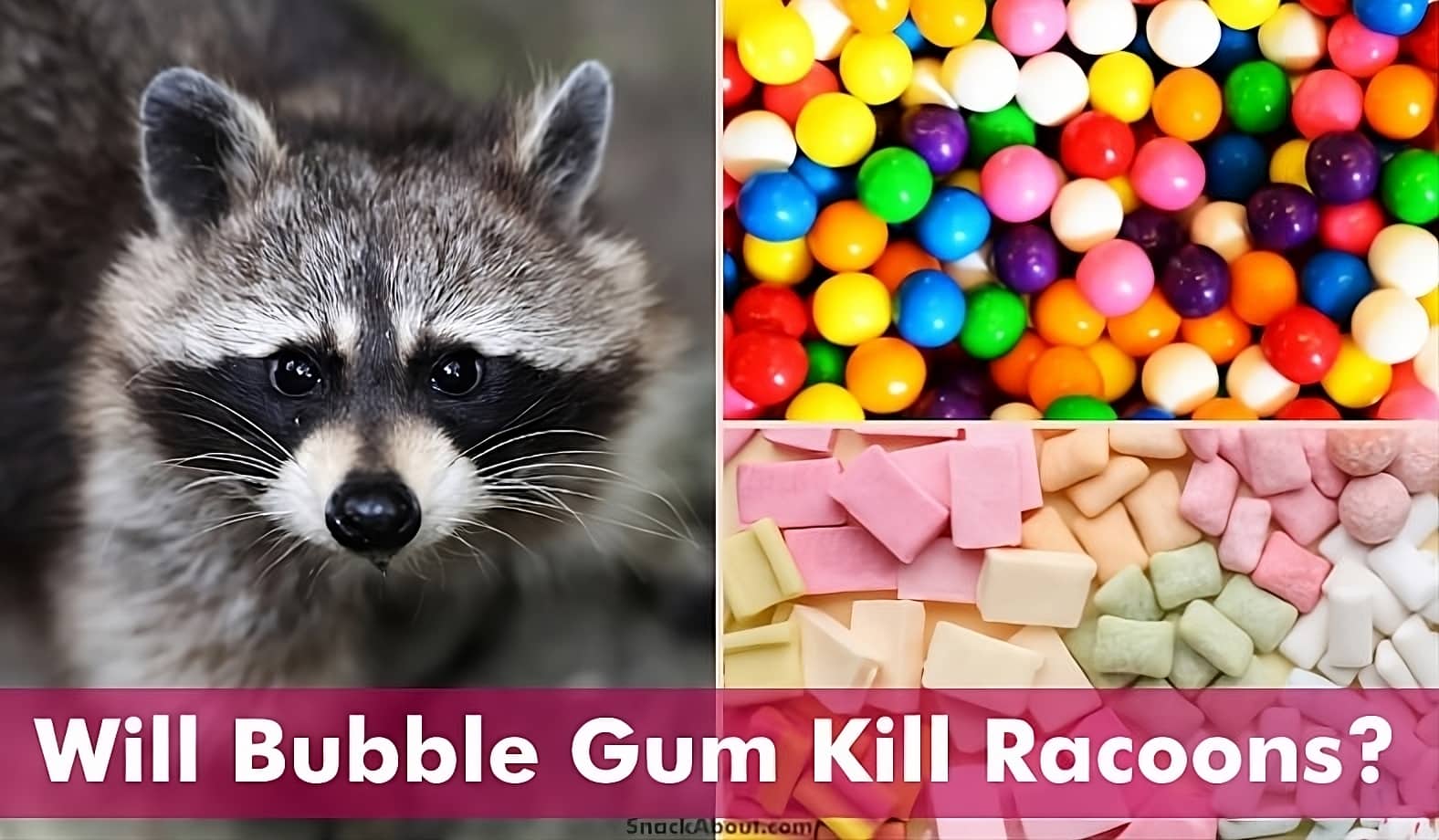 will bubble gum kill raccoons featured image