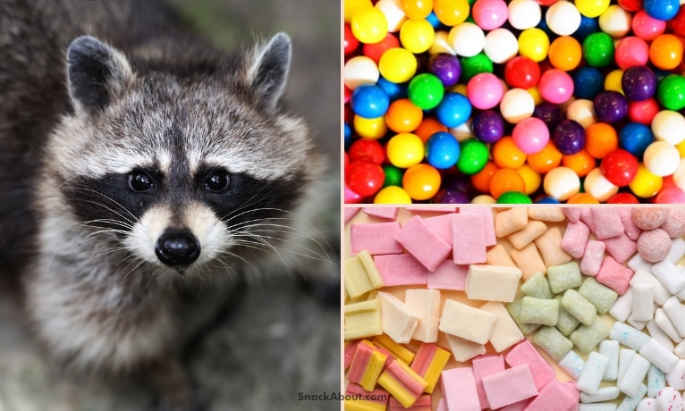will bubble gum kill raccoons featured image