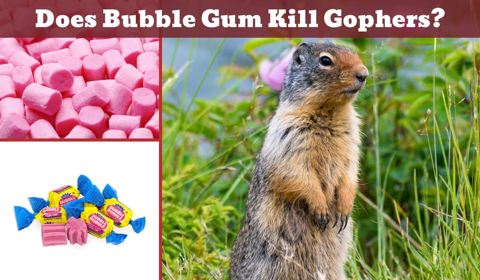 does bubble gum kill gophers featured image