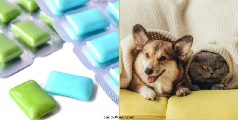 is xylitol gum dangerous for pets
