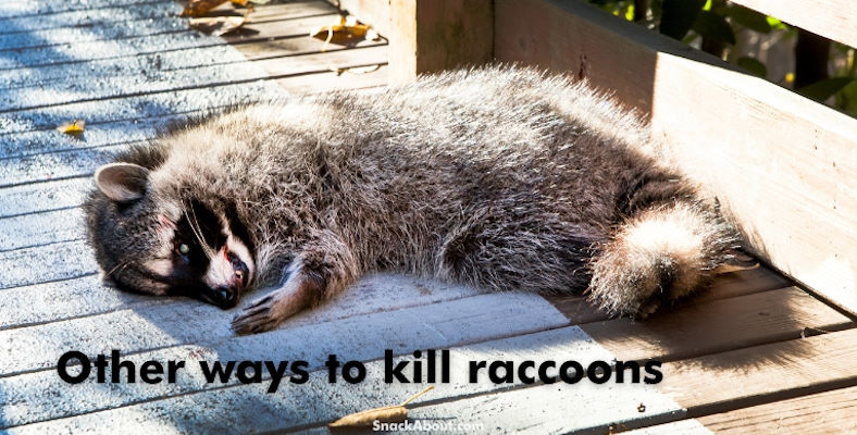 other ways to kill raccoons