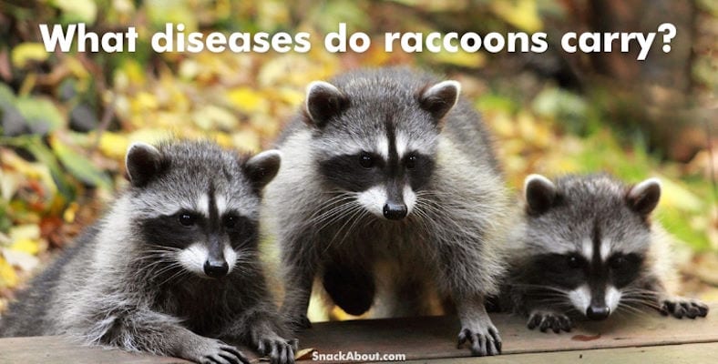 what diseases do raccoons carry